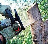 Best Tree Trimming and Pruning  in Midway North, TX