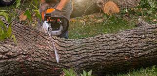 Best Tree Preservation Services  in Midway North, TX
