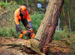 Best Leaf Removal  in Midway North, TX