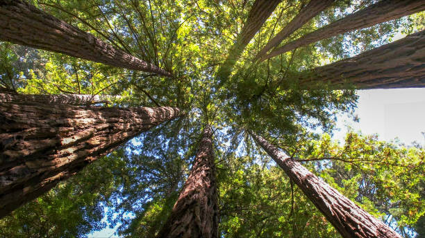  Midway North, TX Tree Services Pros