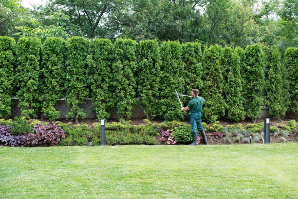 Best Lawn Maintenance Plans  in Midway North, TX