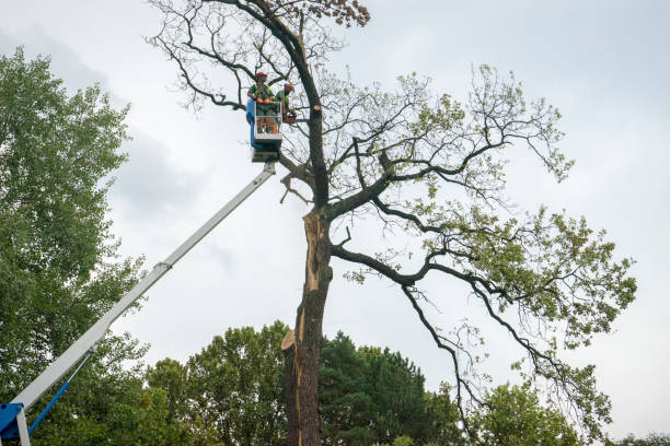 Best Tree Maintenance Programs  in Midway North, TX