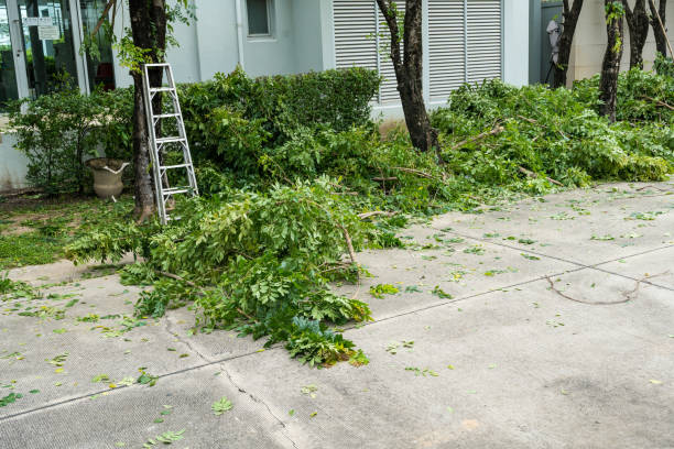 Best Arborist Consultation Services  in Midway North, TX